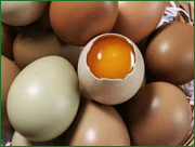 鸡蛋  采购数量： 每天15000斤